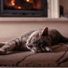 cat laying down on carpet by fireplace